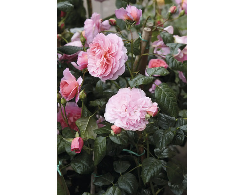 Rosa rosenbuske med fyllda blommor, knoppar och gröna blad.