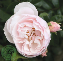 Närbild på en ljusrosa ros i full blom med en rosenknopp och Buddes Planteskole Logo.