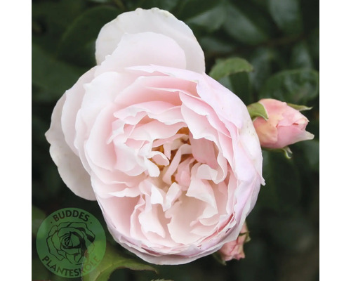 Närbild på en ljusrosa ros i full blom med en rosenknopp och Buddes Planteskole Logo.