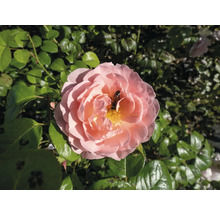Bivänlig rosa ros med ett bi i blomman bland gröna blad.