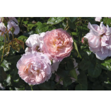 Ljusrosa blommande ros med fyllda blommor och gröna blad.