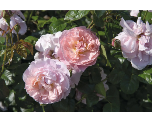 Ljusrosa blommande ros med fyllda blommor och gröna blad.