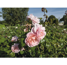 Rosbuske med flera ljusrosa blommor och gröna blad i en ljus trädgård.