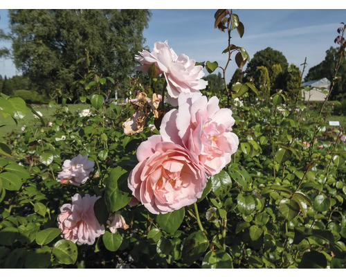 Rosbuske med flera ljusrosa blommor och gröna blad i en ljus trädgård.