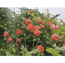 Blommande rosenbuske med persikofärgade fyllda blommor och gröna blad.