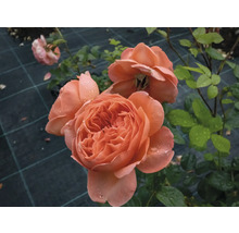 Aprikosfärgade rosor i full blom med vattendroppar på kronbladen.