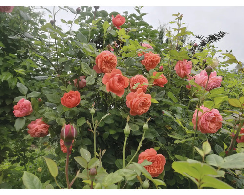 Blommande rosenbuske med persikofärgade fyllda blommor och gröna blad.