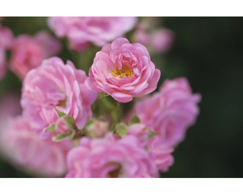 Närbild på en blommande buskros med fyllda rosa blommor och gul mitt.