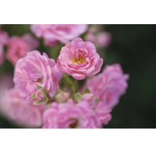 Närbild på en blommande buskros med fyllda rosa blommor och gul mitt.