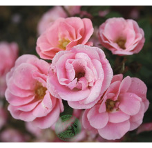 Närbild av rosa rosor med vattendroppar på kronbladen. Buddy Planter Logo.
