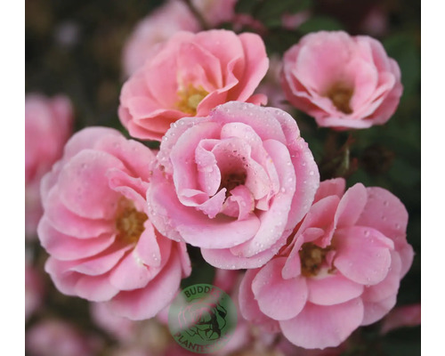 Närbild av rosa rosor med vattendroppar på kronbladen. Buddy Planter Logo.