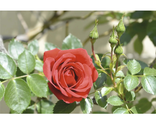 Blommande röd ros med gröna blad och rosenknoppar.