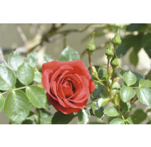 Blommande röd ros med gröna blad och rosenknoppar.