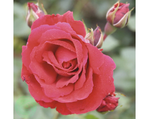 Röd ros i full blom med vattendroppar på kronbladen och stängda rosknoppar.
