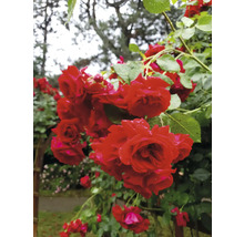 Röda klätterrosor med regndroppar på kronbladen och gröna blad i en trädgård.