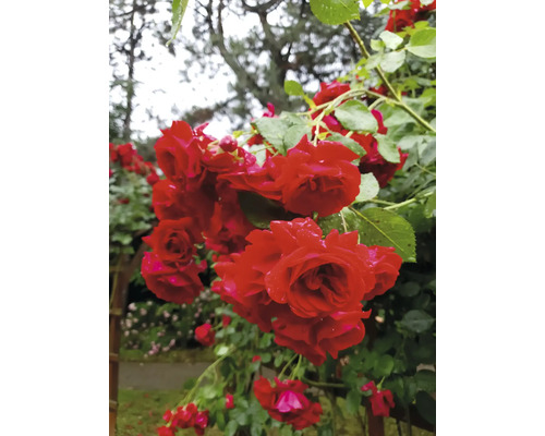 Röda klätterrosor med regndroppar på kronbladen och gröna blad i en trädgård.