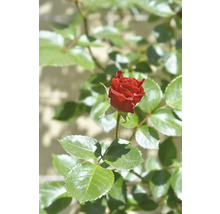 Röd rosenknopp med gröna blad.