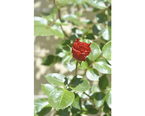 Röd rosenknopp med gröna blad.