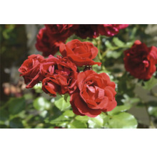 Blommande röda rosor i trädgården.