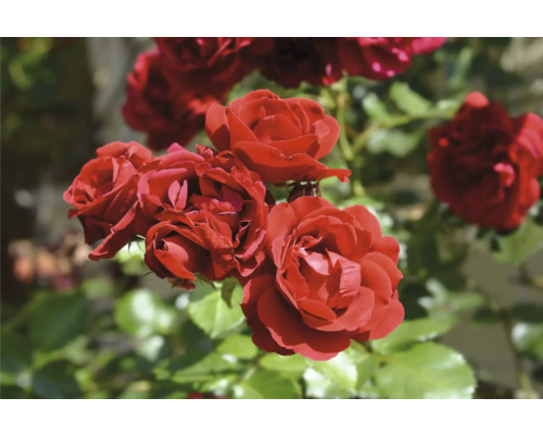 Blommande röda rosor i trädgården.