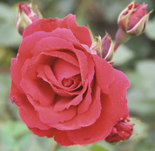 Röd ros i full blom med vattendroppar på kronbladen och stängda rosknoppar.