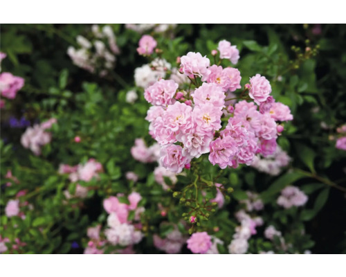 Rosa marktäckande rosor med fyllda blommor och gröna blad i en trädgård.