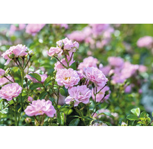 Marktäckande rosor med rosa fyllda blommor och gröna blad.