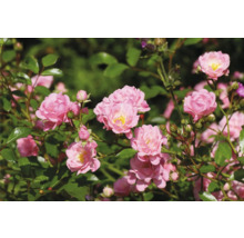 Buskros med många fyllda rosa blommor med gul mitt och gröna blad.