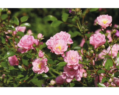 Ros OMNIA GARDEN Rosa 'The Fairy' (Polyantha-Gruppen) 5-pack Buskros med många fyllda rosa blommor med gul mitt och gröna blad.