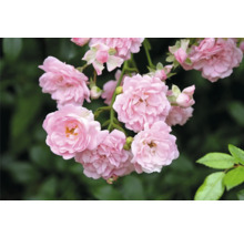 Närbild av ljusrosa rosor med många kronblad och gröna blad.