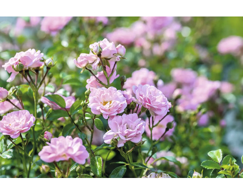 Marktäckande rosor med rosa fyllda blommor och gröna blad.