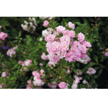 Rosa marktäckande rosor med fyllda blommor och gröna blad i en trädgård.