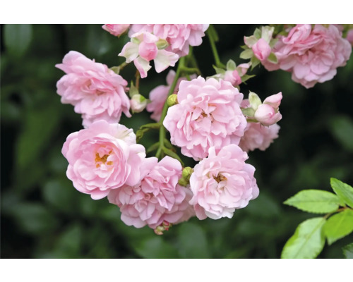 Närbild av ljusrosa rosor med många kronblad och gröna blad.