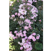 Marktäckande ros med många små rosa blommor och tätt grönt bladverk.