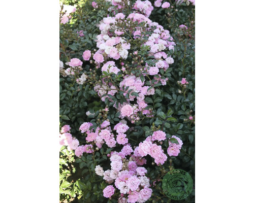 Marktäckande ros med många små rosa blommor och tätt grönt bladverk.