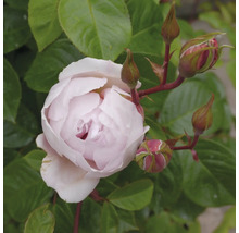 Ljusrosa ros med knoppar och gröna blad.