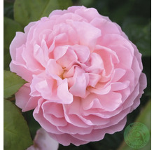 Närbild på en ljusrosa ros med många kronblad. Buddes Planteskole Logo.