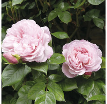 Två ljusrosa rosenblommor med gröna blad.