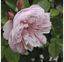 Ljusrosa ros med många kronblad, rosenknoppar och gröna blad.