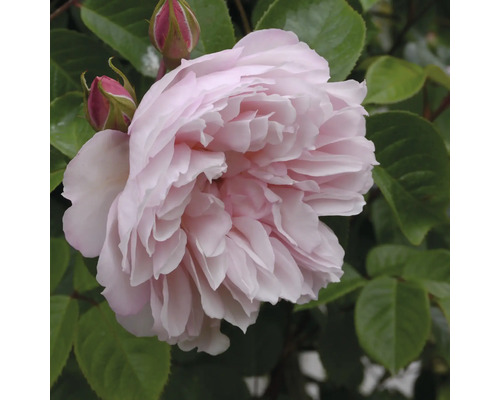 Ljusrosa ros med många kronblad, rosenknoppar och gröna blad.