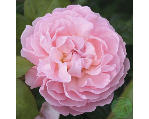 Närbild på en ljusrosa ros med många kronblad. Buddes Planteskole Logo.