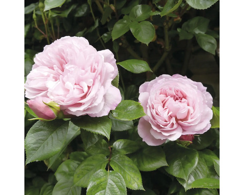 Två ljusrosa rosenblommor med gröna blad.