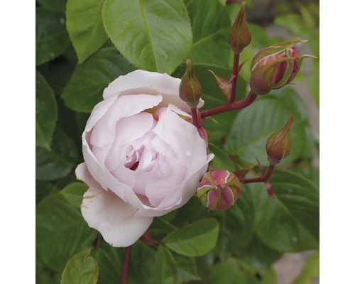 Ljusrosa ros med knoppar och gröna blad.
