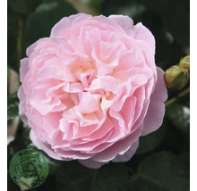 Fylld ljusrosa ros med en knopp och Buddes Planteskole Logo.