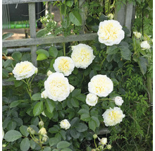 Klätterrosor med gräddvita fyllda blommor och gröna blad på en spaljé av trä.