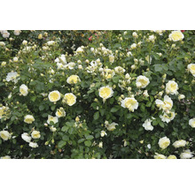 En blommande rosenbuske med många gräddvita blommor med gula mittpunkter och många gröna blad.