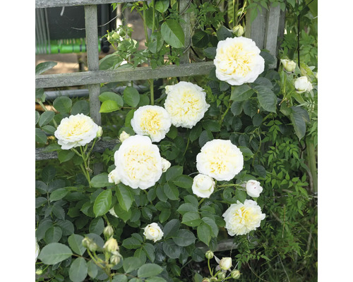 Klätterrosor med gräddvita fyllda blommor och gröna blad på en spaljé av trä.