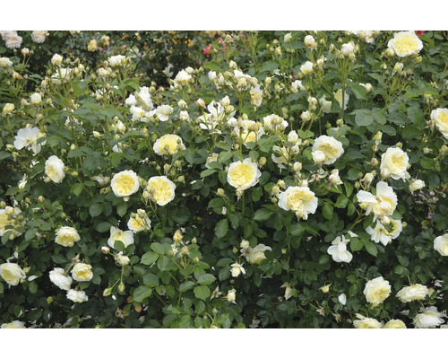 En blommande rosenbuske med många gräddvita blommor med gula mittpunkter och många gröna blad.