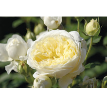 Närbild på en vitgul ros med talrika kronblad och flera rosenknoppar