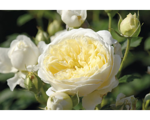 Närbild på en vitgul ros med talrika kronblad och flera rosenknoppar